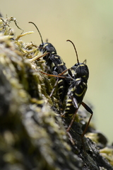 Xylotrechus antilope