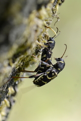 Xylotrechus antilope
