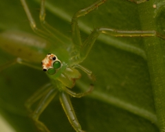 Lyssomanes viridis