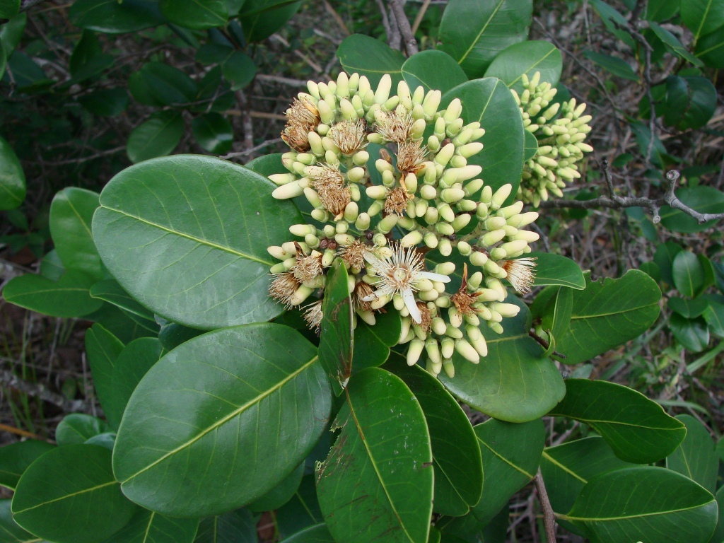 Vantanea