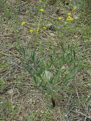 Lomatium triternatum anomalum