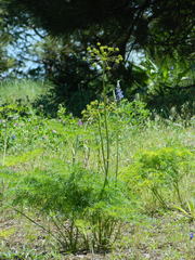 Lomatium dissectum