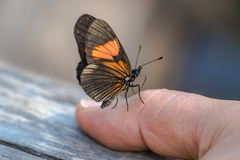 Castilia perilla