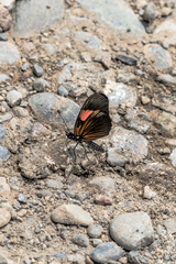 Castilia perilla