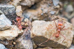 Acromyrmex octospinosus