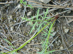 Lomatium rollinsii