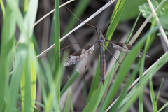 Tipula maxima