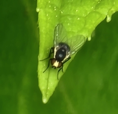Calycomyza flavinotum
