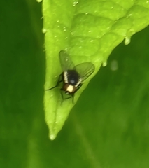 Calycomyza flavinotum