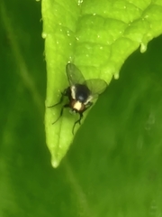 Calycomyza flavinotum