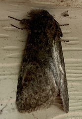 Cecrita