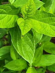 Calycomyza flavinotum