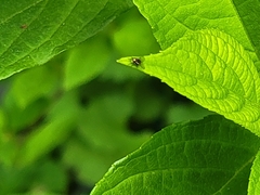 Calycomyza flavinotum