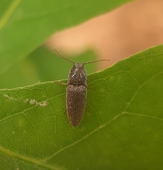 Melanotus americanus