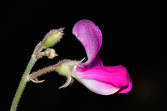 Tephrosia lindheimeri