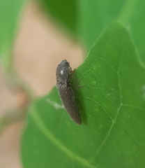 Melanotus americanus