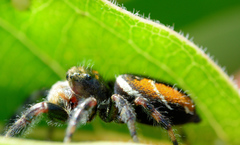 Phidippus clarus