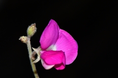 Tephrosia lindheimeri