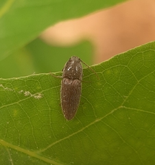 Melanotus americanus