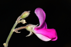 Tephrosia lindheimeri