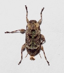 Leptostylus transversus