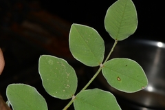 Tephrosia lindheimeri