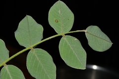 Tephrosia lindheimeri