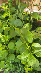 Celastrus orbiculatus