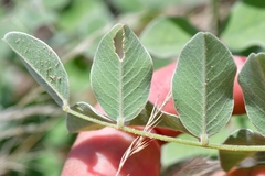 Tephrosia lindheimeri