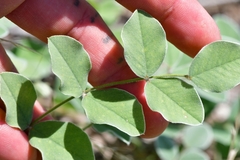 Tephrosia lindheimeri