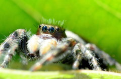Phidippus clarus