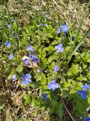 Veronica chamaedrys