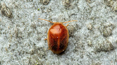 Prionocyphon serricornis