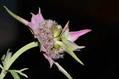 Monarda fruticulosa