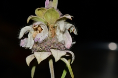 Monarda fruticulosa