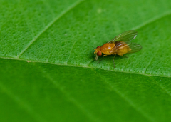 Neogriphoneura