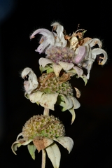Monarda fruticulosa