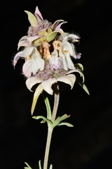 Monarda fruticulosa