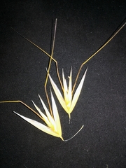 Avena barbata