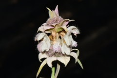 Monarda fruticulosa