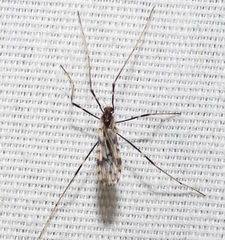Erioptera graphica