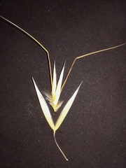Avena barbata