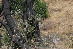 Cystotheca lanestris