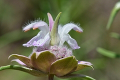 Monarda fruticulosa