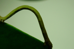 Geometridae