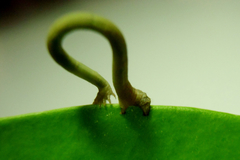 Geometridae