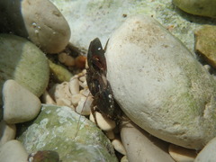 Pisidia