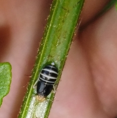 Ditropis pteridis