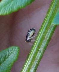Ditropis pteridis