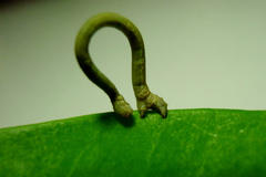 Geometridae